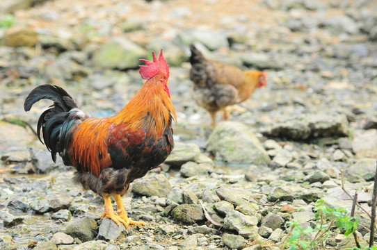 紅公雞