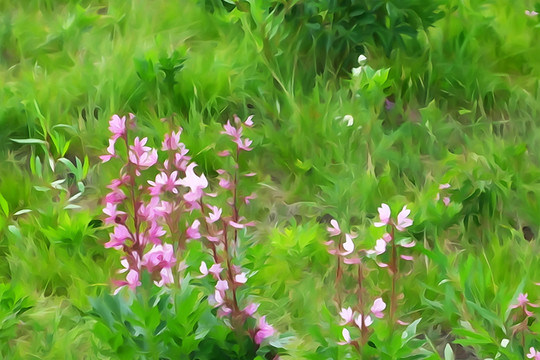 電腦水彩畫 夢幻山花