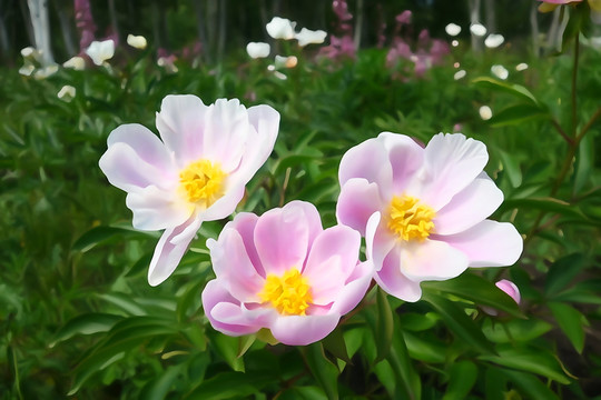 電腦畫 芍藥花
