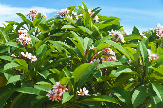 雞蛋花樹冠