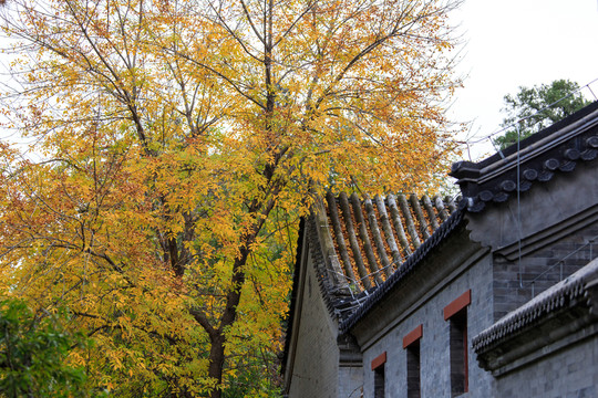 北京大學(xué)校園風(fēng)光鏡春園古建筑
