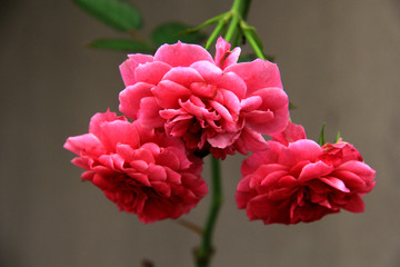 月季花  月月紅 月月花 長春