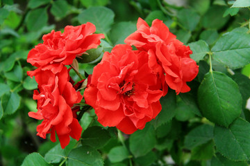 月季花  月月紅