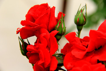 月季花  月月紅