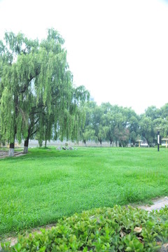 公園草坪   草地