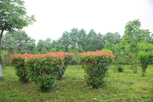 公園風(fēng)景  紅葉石楠  綠化