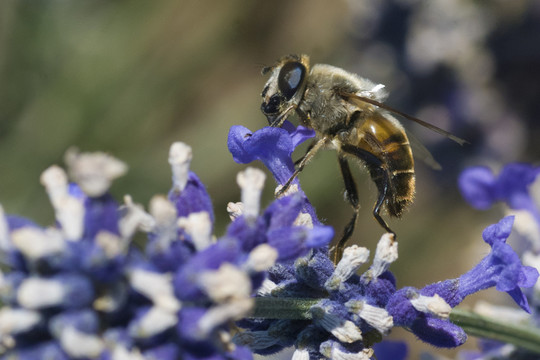 蜜蜂