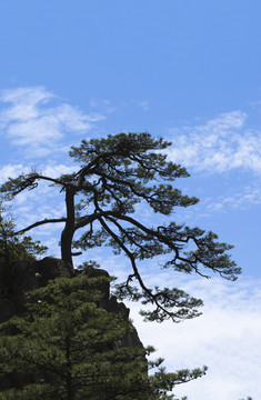 黃山松