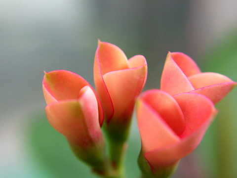 紅花