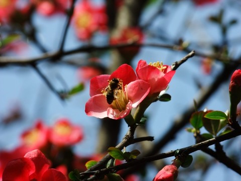 桃花盛開