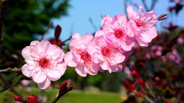 桃花盛開