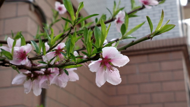 墻邊盛開的桃花