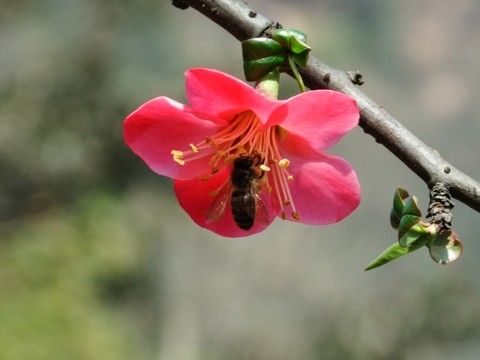 一朵桃花