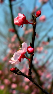 開(kāi)放的桃花