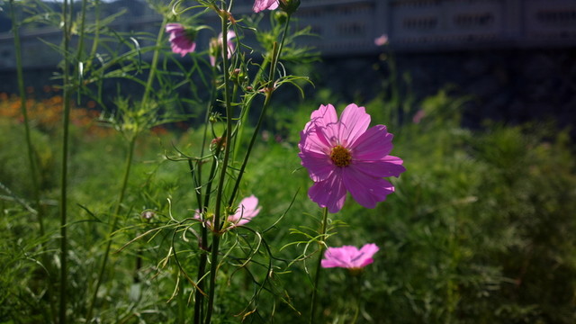 陽(yáng)光下的紅花