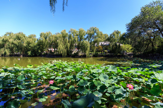 北大燕園西側(cè)門內(nèi)荷花池校史館