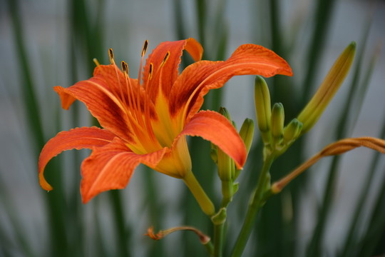 黃花菜