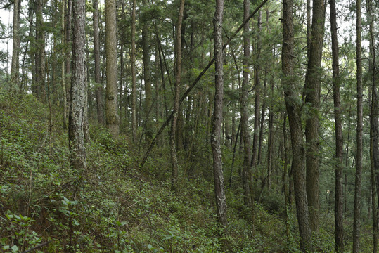 山林