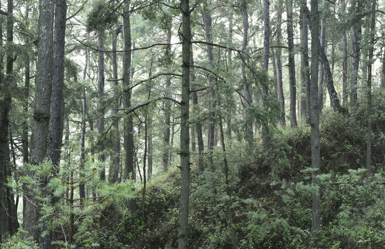 山林