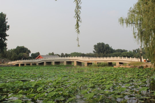 橋