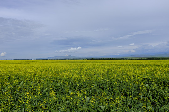 油菜花