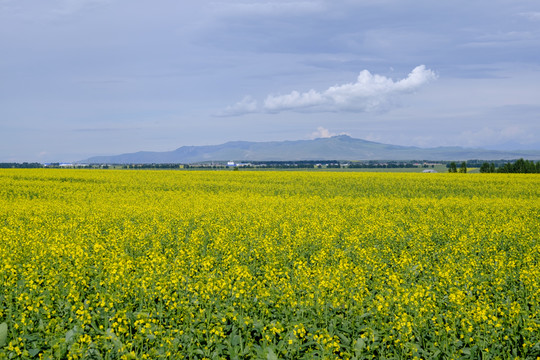 油菜花