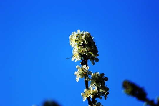 李子花