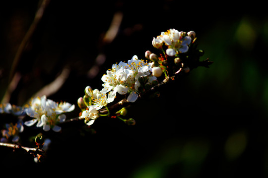 下午李子花