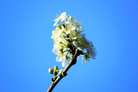 藍天下的李子花