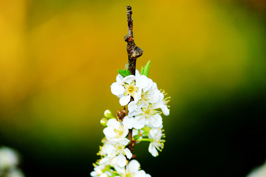 信宜李花