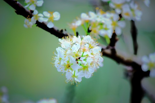 信宜李花