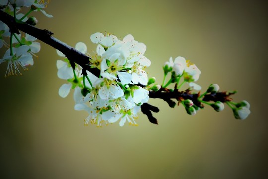 李子花