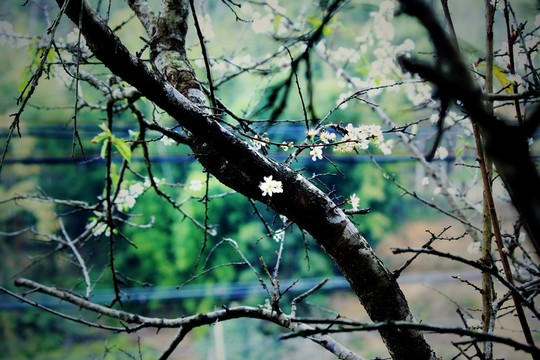 李子花