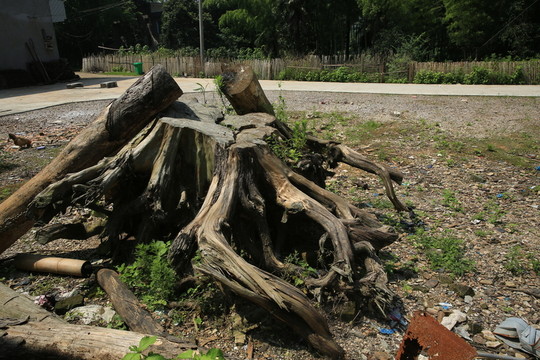 樹(shù)蔸 樹(shù)根 植物 老根 風(fēng)景