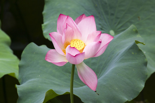 夏日呵護(hù)