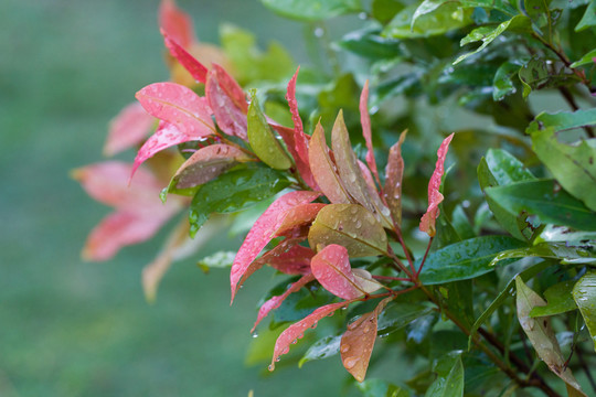 雨后紅葉
