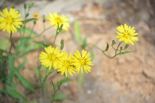 春色小黃花