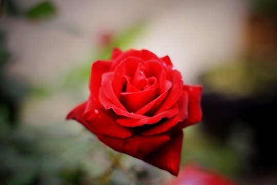 紅色玫瑰花