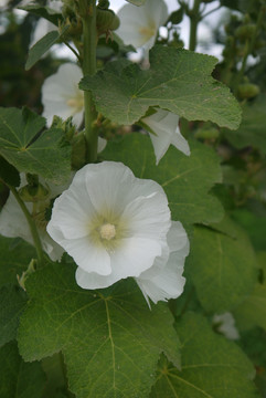 蜀葵花