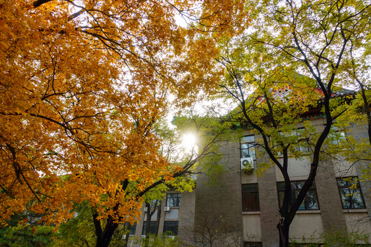 北京大學(xué)校園秋色楓葉中國古建筑