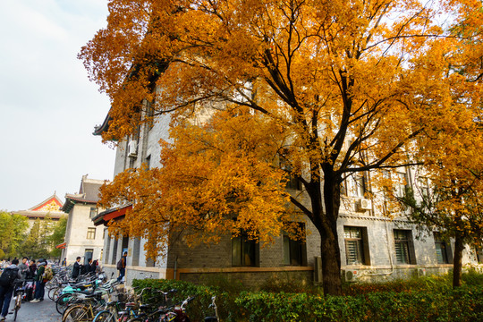 北京大學校園秋色楓葉中國古建筑