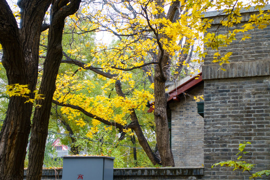 北京大學(xué)校園風(fēng)光秋天楓葉