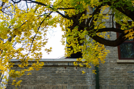 北京大學(xué)校園風(fēng)光秋天楓葉