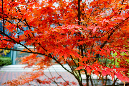 北京大學(xué)校園風(fēng)光秋天紅葉
