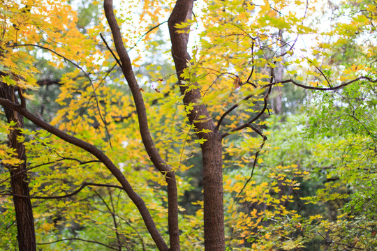 北京大學(xué)未名湖畔小樹林秋天紅葉