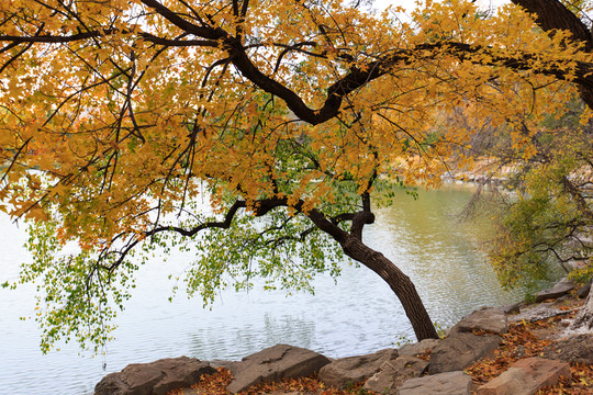 北京大學(xué)未名湖畔小樹林秋天楓葉
