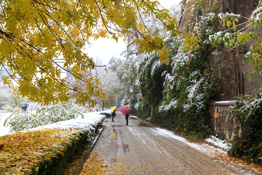 北京大學(xué)未名湖畔秋天紅葉雪景