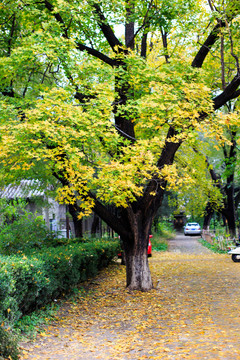 北京大學(xué)校園林蔭道秋天紅葉落葉
