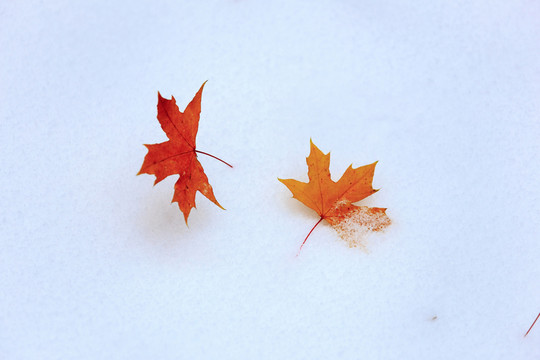 秋天景象積雪雪地秋色楓葉紅葉