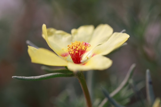 黃色太陽花